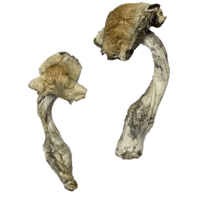 Dried gorlin mushrooms with tan caps and straight stems